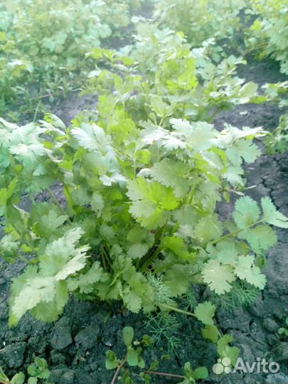 Редька лечебная, зелень кинза, укроп