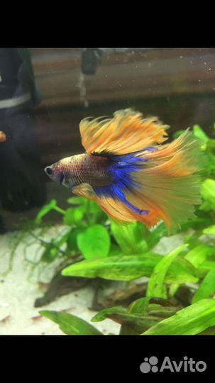 Петушок рыбка