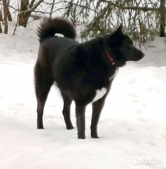 Норвежская лайка