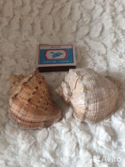 Ракушки