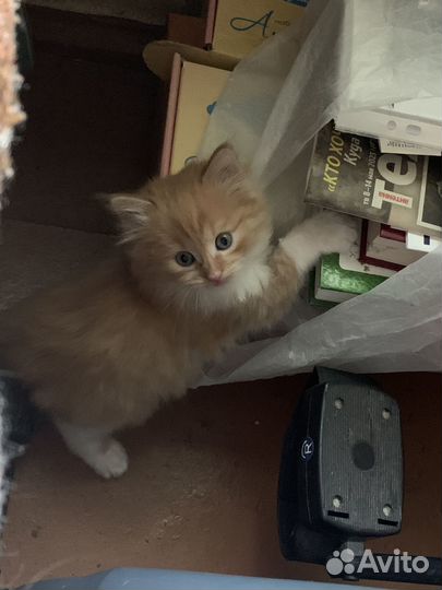 Отдам котят в добрые руки