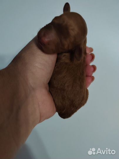 Той-пудель ред braun щенки