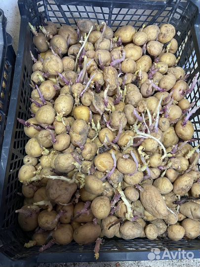 Семенной картофель