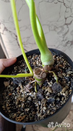 Фил голд сатин