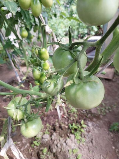 Дача 16 м² на участке 6,2 сот.