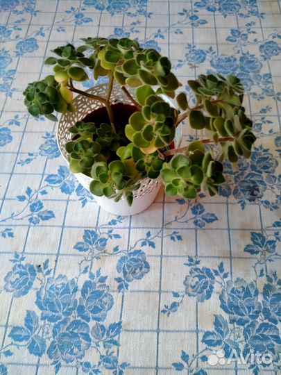 Аихризон-Дерево счастья