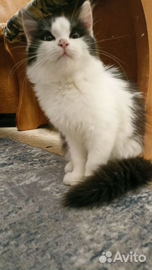 Котенок