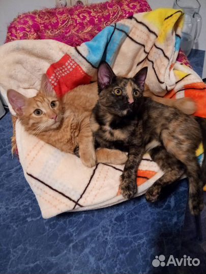 Отдам бесплатно