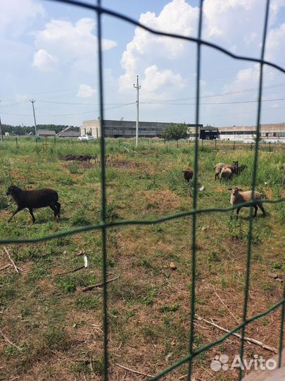 Овцы бараны