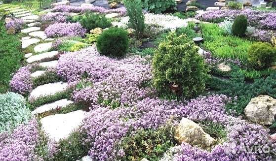 Тимьян (оптом, в розницу) забивает сорняк