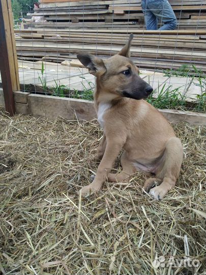 Щенки Собака