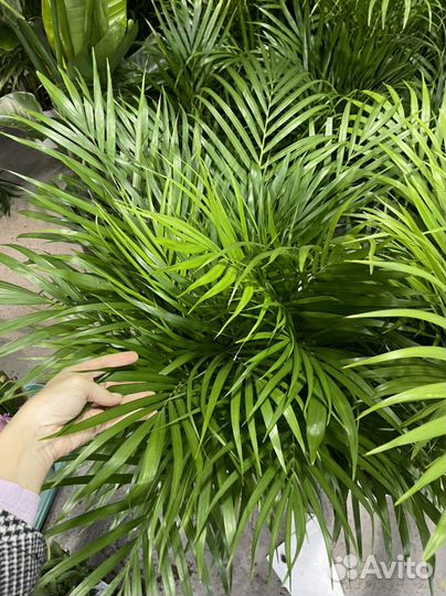Пальма 130см