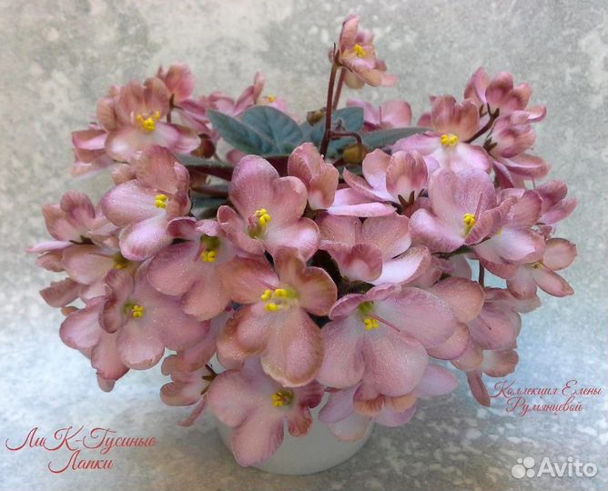 Сортовые фиалки