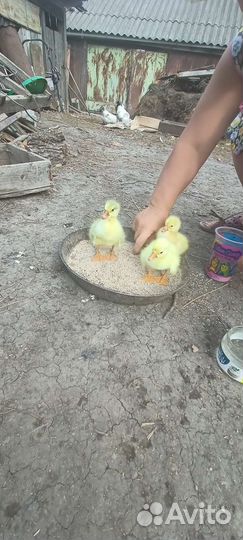 Гусята Линда и серые