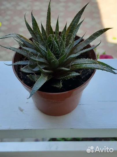 Алоэ остистое