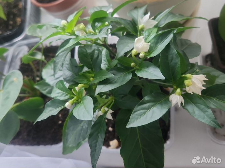 Перец комнатный острый