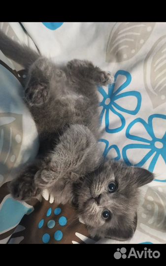 Британские голубые котята