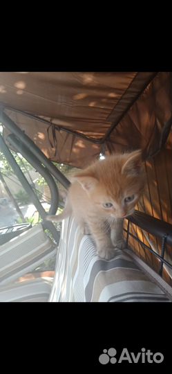 Котята в добрые руки, мальчики