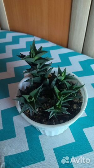 Комнатные цветы