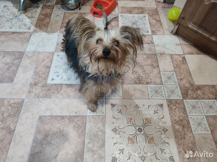 Йоркширский терьер