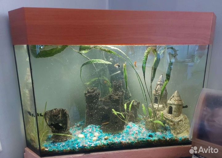 Аквариум с рыбками