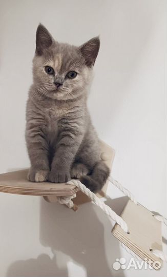 Британские котята