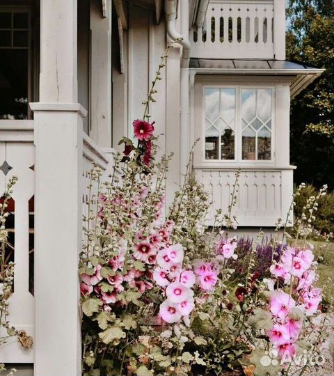 Семена Мальвы