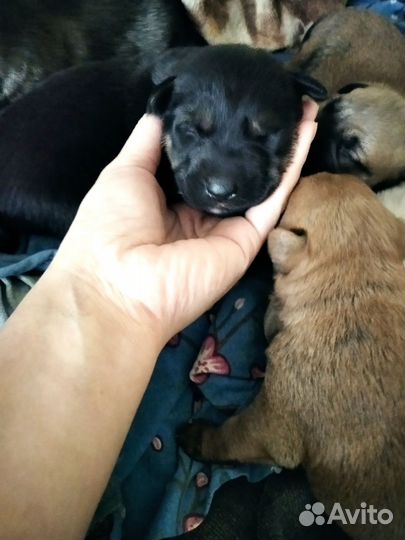 Собаки бесплатно