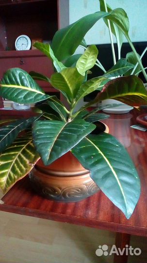 Комнатные цветы