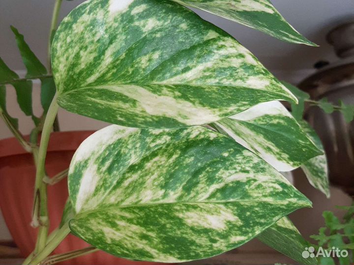 Эпипремнум Ауреум