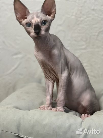 Канадский сфинкс