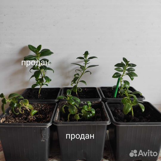 Нематантус (золотые рыбки)