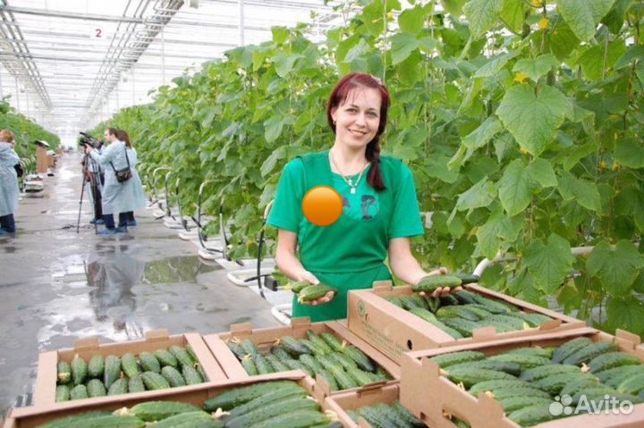 Сборщик овощей в теплицу вахта