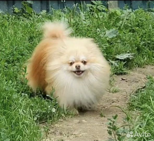 Померанский шпиц