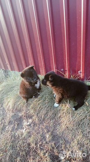 Щенки в хорошие руки бесплатно