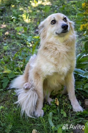 Собака в добрые руки