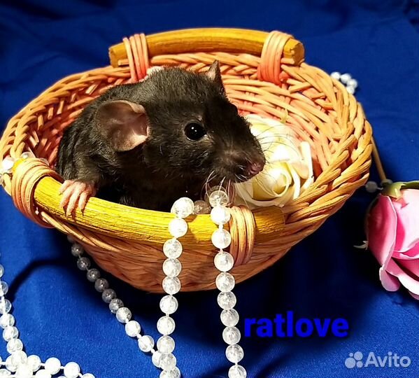 Крысята мальчишки от ratlove