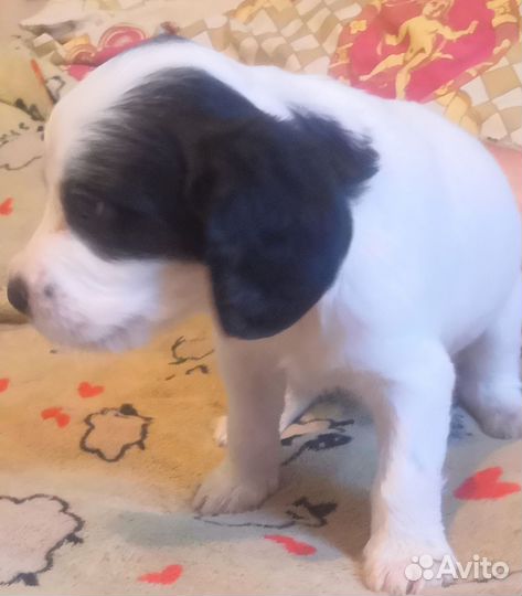 Маленькая собака