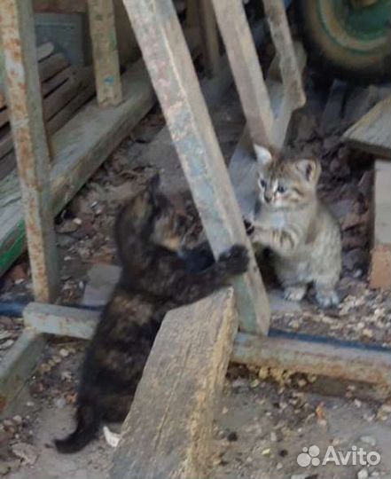 Котята в добрые руки