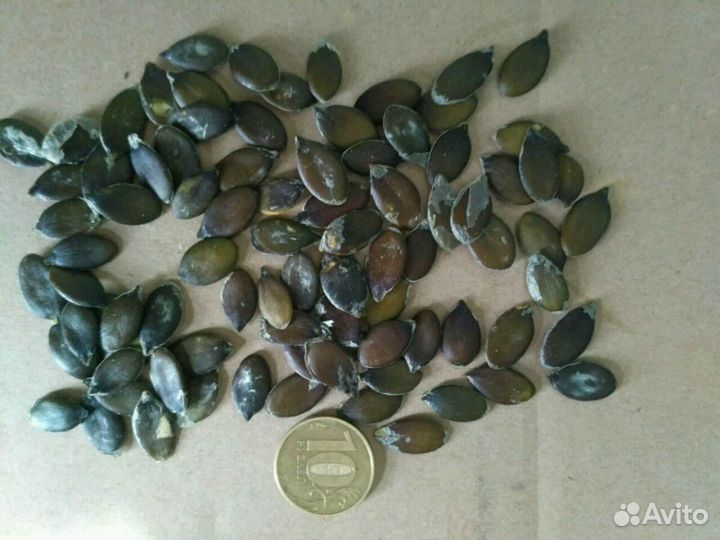 Семечка тыквы Штирийская (голосеменная)