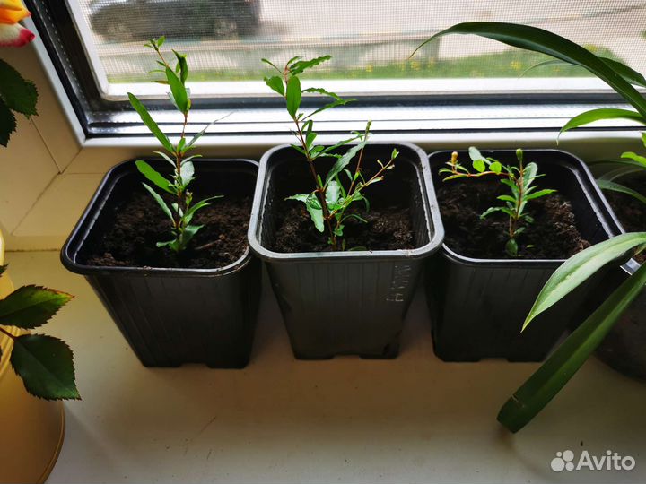 Комнатные растения