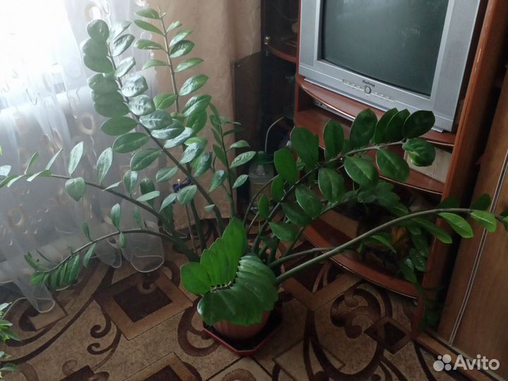 Комнатные цветы