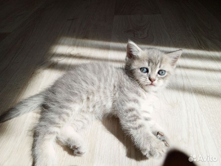 Британские котята