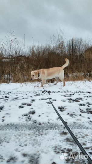 Кобель лабрадора