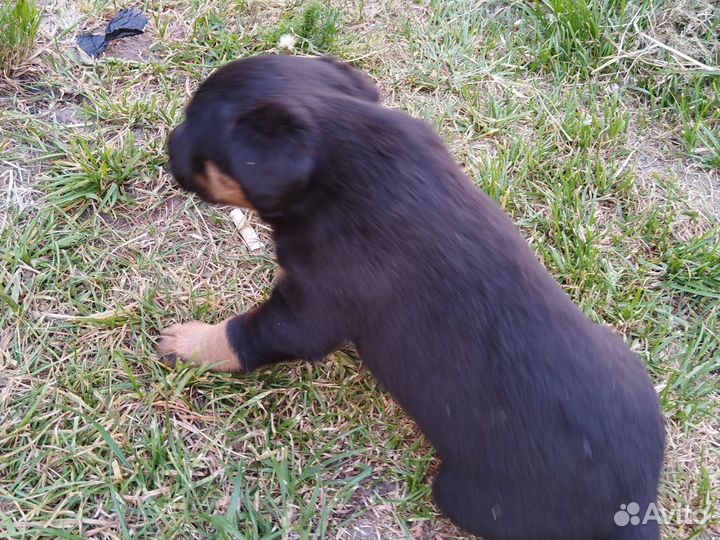 Щенки ягдтерьера