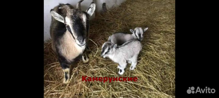 Козы и козлы