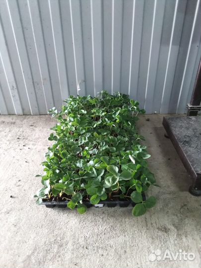 Саженцы клубники, Фриго Предзаказ 2023