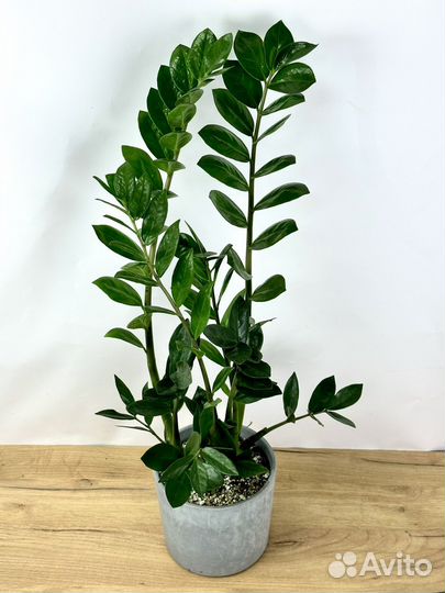 Замиокулькас с кашпо