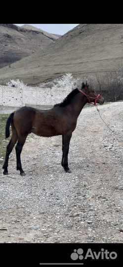 Годовалый жеребчик