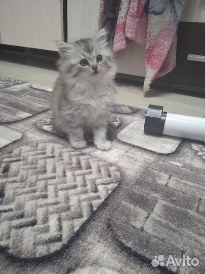 Котята в добрые руки бесплатно